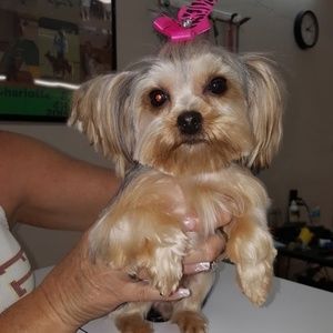 Meet your Posher, Donna